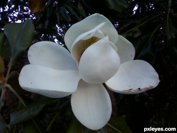 Magnolia